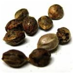 Семена марихуаны АК-47  (Seeds AK-47) в Рузаевке